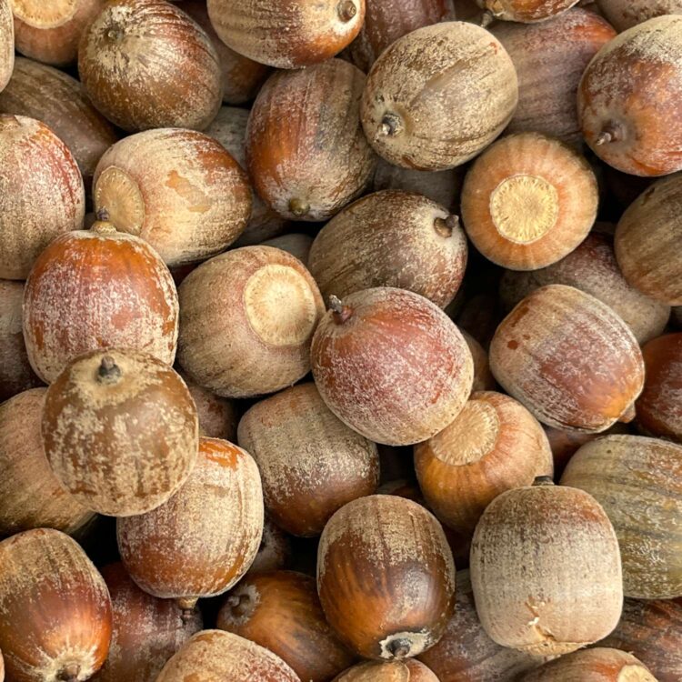 Upcoming live 10/17: Acorn Processing